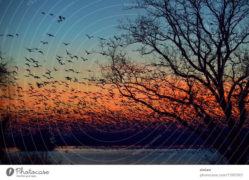 Thousands of Snow Geese migration flying Summer Sun Environment Nature Landscape Plant Animal Water Sky Clouds Sunrise Sunset Spring Tree Wild plant Park