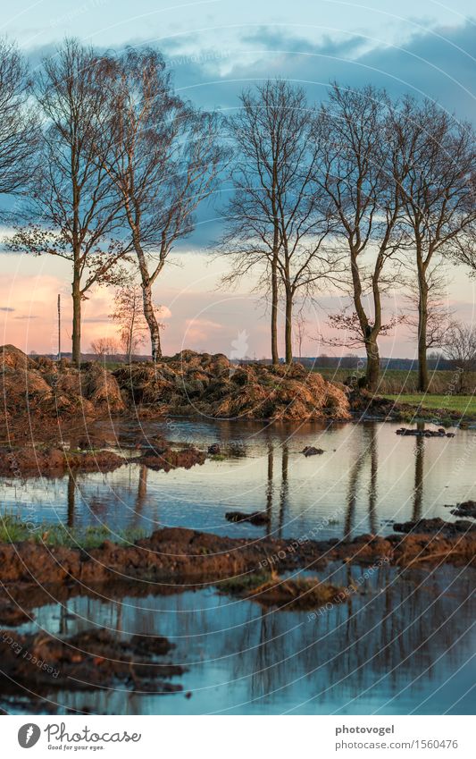 evening mood Environment Plant Earth Water Beautiful weather Tree Field Blue Brown Green Contentment Manure heap Puddle Dusk Mirror image Colour photo