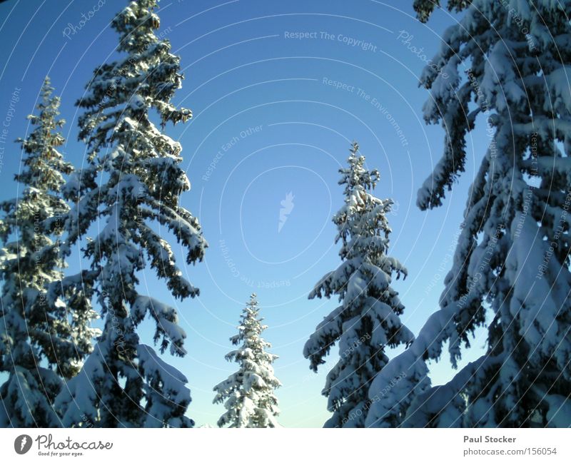 winter landscape Forest Winter Light Snow Federal State of Styria Sky Winter forest Winter's day Winter mood Coniferous trees Coniferous forest Cloudless sky