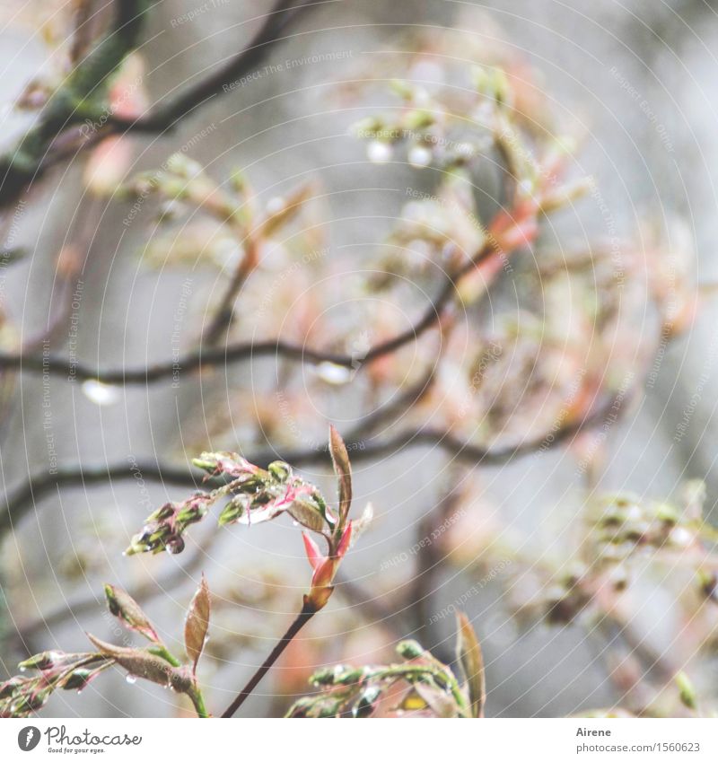 Dropped V Plant Elements Water Drops of water Bad weather Rain Bushes Twigs and branches rock pear Bud Garden Bright Wet Gray Pink Beginning Bright green