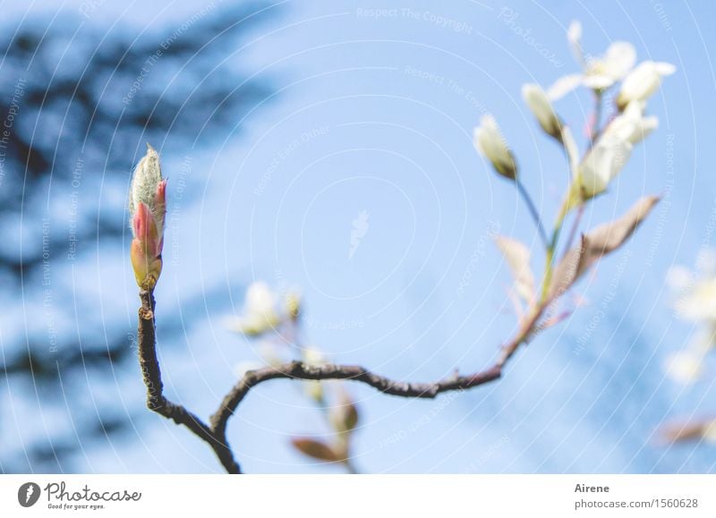 spring greetings Plant Sky Cloudless sky Spring Beautiful weather Bushes Blossom rock pear Blossoming Friendliness Bright Natural Positive Blue White