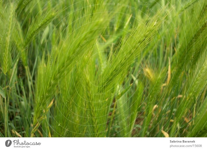 wheat Field Green Grain