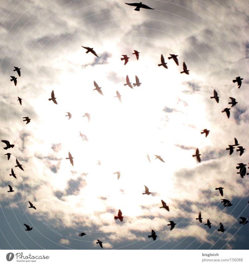 The Swarm Colour photo Exterior shot Deserted Light Silhouette Back-light Worm's-eye view Sky Clouds Bird Pigeon Flock Death Transience Flock of birds