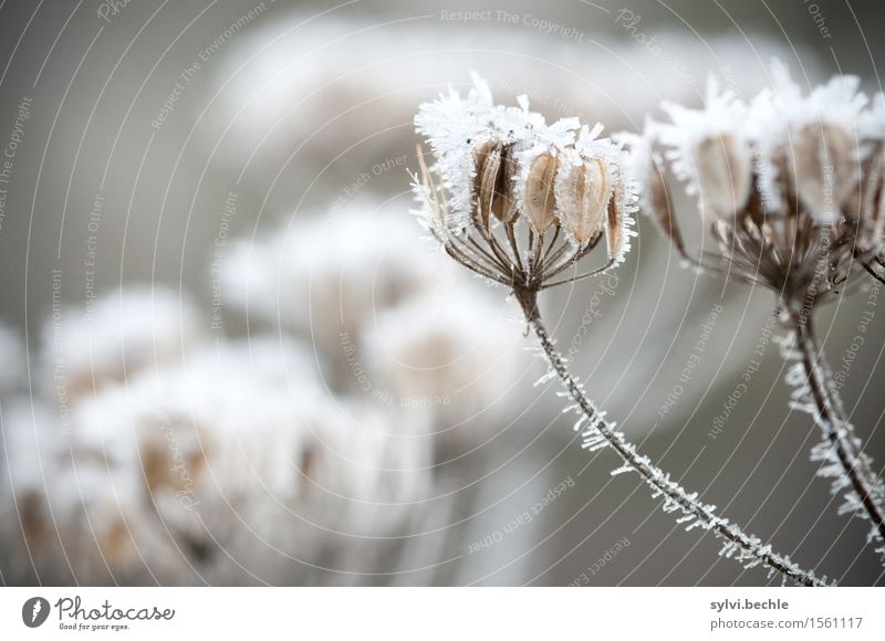 ice age Environment Nature Plant Elements Water Winter Climate Bad weather Ice Frost Grass Wild plant Field Cold Brown Gray White Mysterious Idyll Stagnating