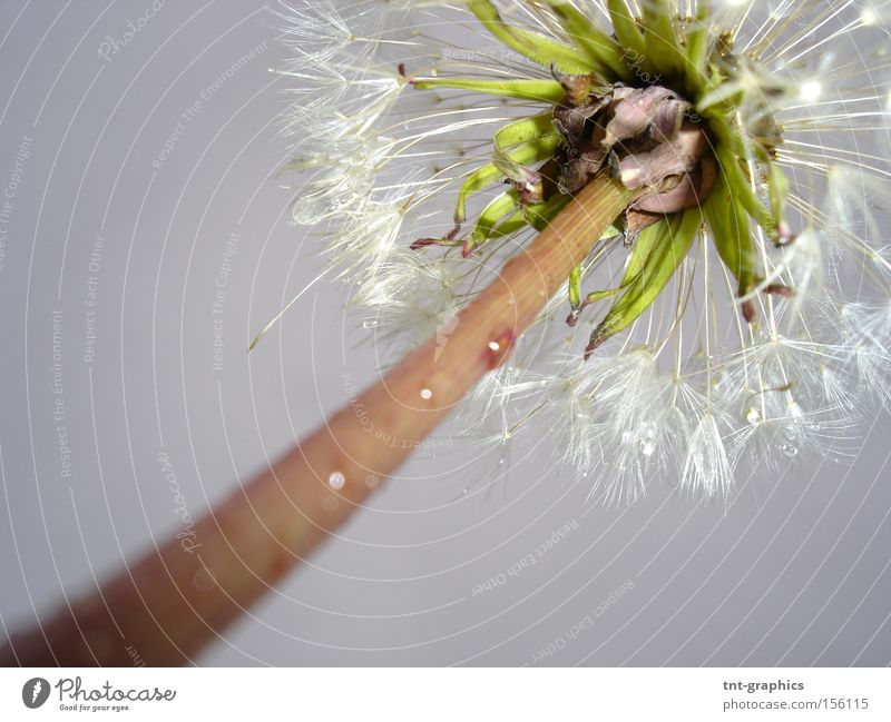 dandelion Dandelion Flower Perspective Under Autumn Rain Grief Partially visible Stalk Blur Sadness