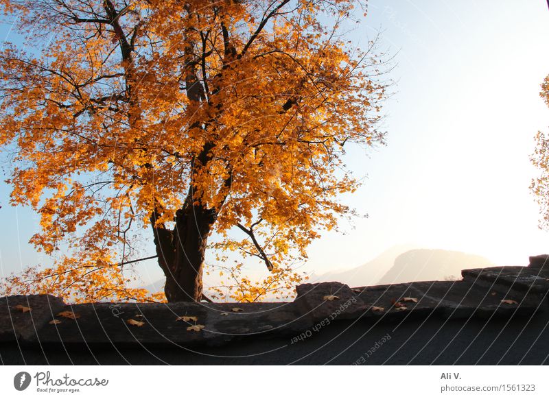 autumn morning Nature Landscape Plant Sky Sun Autumn Beautiful weather Fog Tree Wall (barrier) Wall (building) Blue Brown Gray Orange White Colour photo