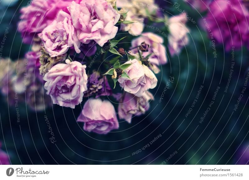 Flower magic. Nature Violet Pink Rose Blossoming Limp Rose leaves Rose blossom Bushes Wedding Colour photo Exterior shot Copy Space right Copy Space bottom Day