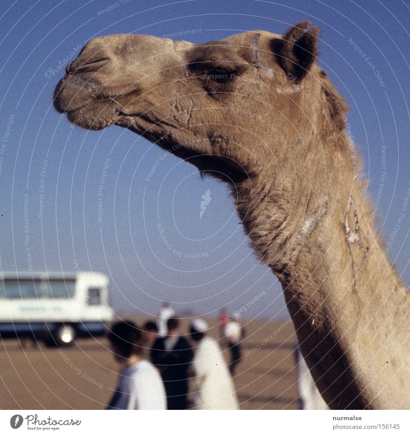 boa, I'm thirsty. . . Egypt Pharaohs Camel Pyramid Desert Sand Nile Vacation & Travel Travel photography Africa Culture Past History book Human being Dromedary