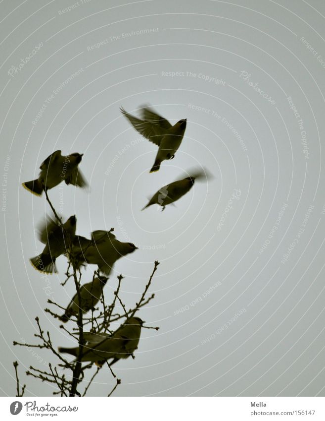 atmosphere of departure Tree Branch Twig Bird Wing Group of animals Flock Flying Free Natural Above Gloomy Gray Freedom Nature Environment Songbirds Departure