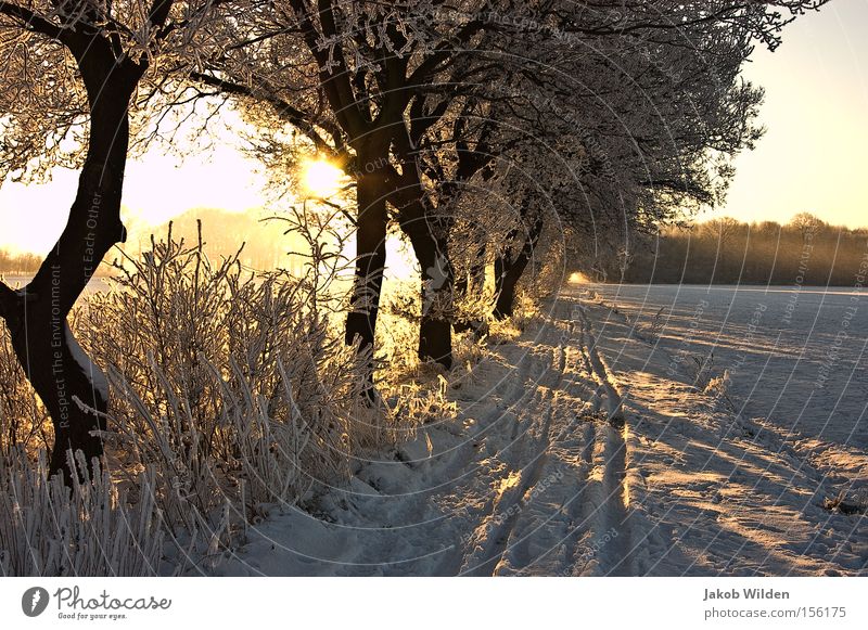 Winter on the Lower Rhine Sun Snow Back-light Tree White Frost Cold Niederrhein Lanes & trails Tracks