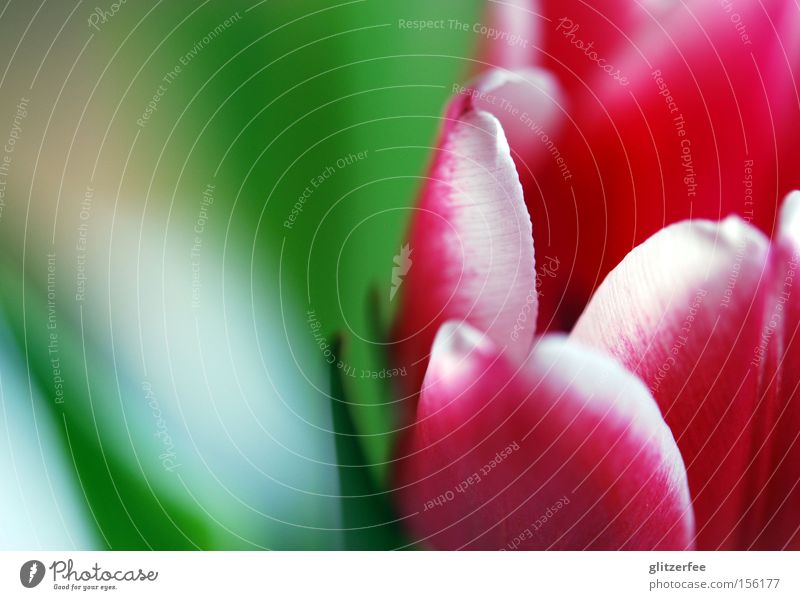 bring me flowers Tulip Flower Blossom Pink Red Green Background picture White Spring Blossom leave Bulb flowers Spring flowering plant Joy Blur