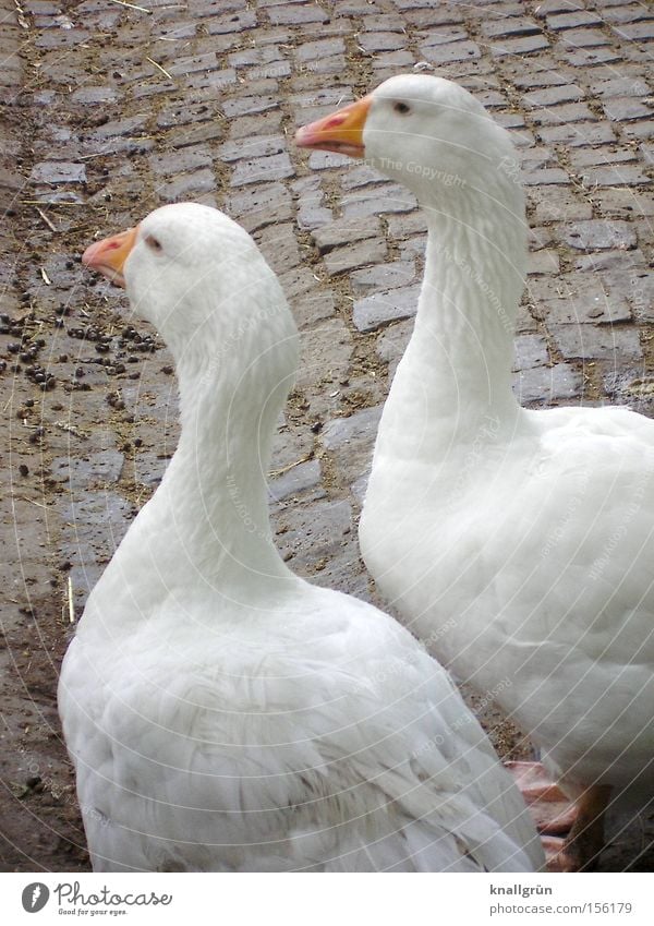 inseparable Goose Bird White Cobblestones Poultry 2 Inseparable Together