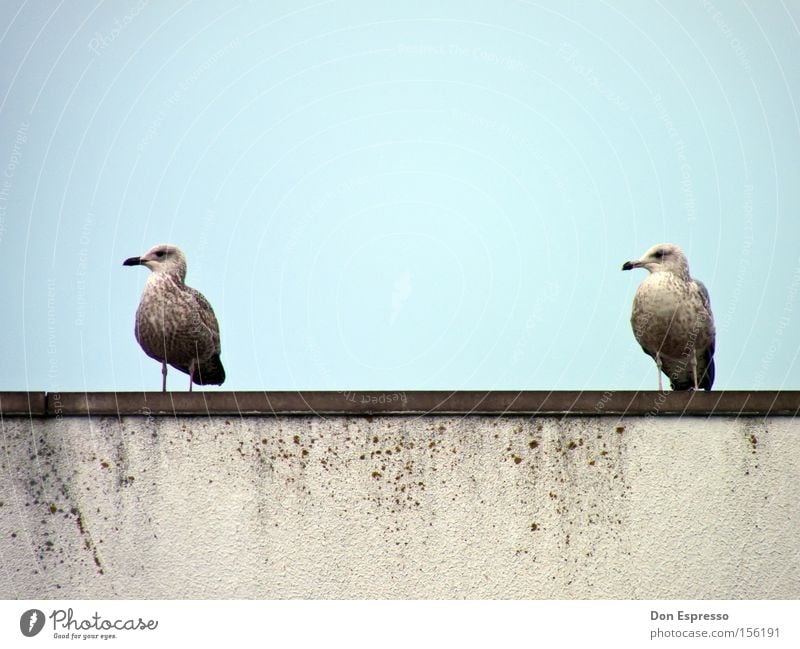 friends Seagull Silvery gull Bird Blue Sky Ocean Coast 2 Together Synchronous Equal Pair of animals Beak Trust In pairs