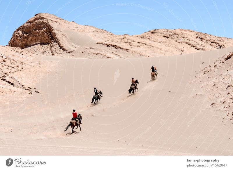 Desert Ride I Vacation & Travel Trip Adventure Expedition Salar de Atacama Dune Valle de la luna San Pedro de Atacama Chile South America Horse 4 Animal Joy