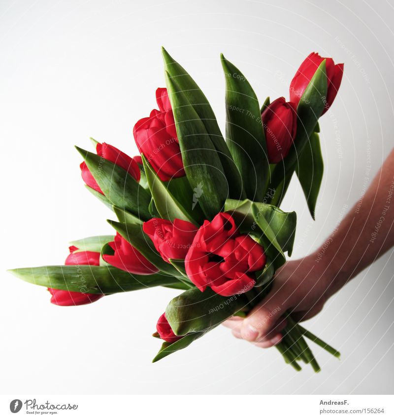 SPRING MESSENGERS Flower Bouquet Tulip Red Valentine's Day Mother's Day Birthday Donate Congratulations Gift Joy bouquet of tulips congratulate floral greeting