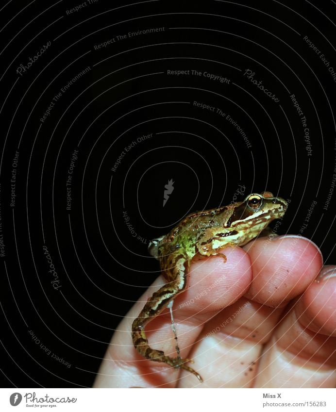 the Prince Colour photo Hand Fingers Animal Frog Slimy Frog Prince Prince Charming Fairy tale Amphibian Tree frog forest frog