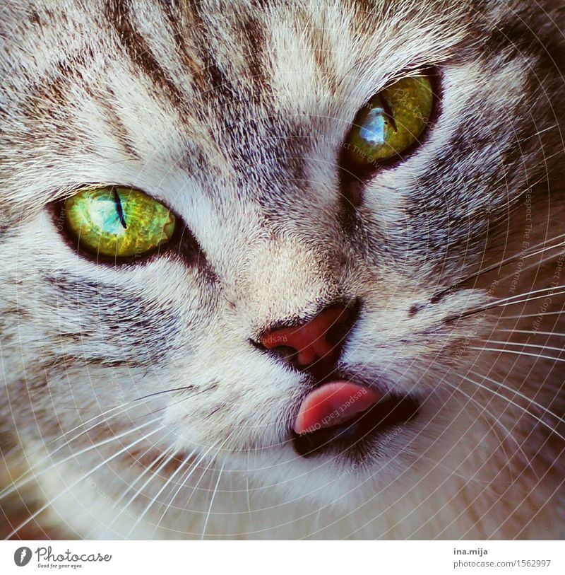 You don't show tongue! Animal Pet Cat 1 Observe To feed Feeding To enjoy Hunting Looking Brash Delicious Cute Love of animals Wisdom Interest Communicate Senses