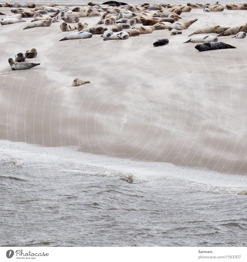 group chilling Environment Nature Animal Sand Water Waves Coast Beach North Sea Wild animal Group of animals Baby animal To enjoy Lie Maritime Brown Serene