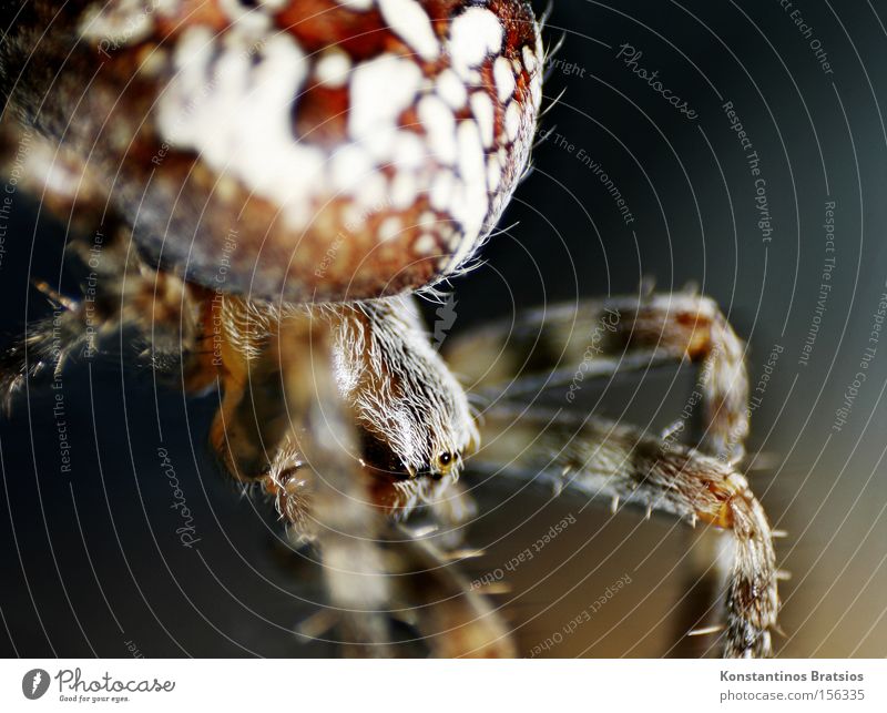 CROSS SPIDER ~Araneus diadematus Colour photo Exterior shot Close-up Macro (Extreme close-up) Deserted Night Artificial light Blur Animal portrait Spider 1
