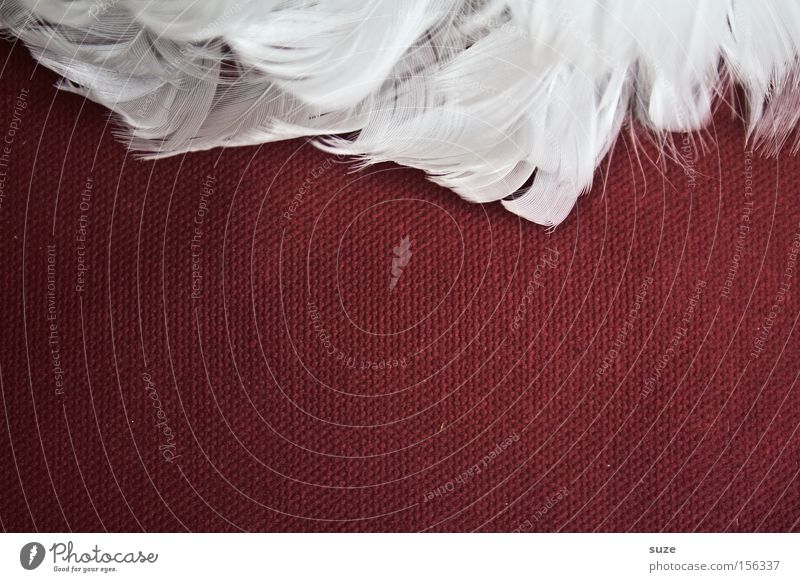 Goose at the edge Lifestyle Style Decoration Wing Angel Soft Red White Ease Feather Easy Delicate Smooth Downy feather Craft materials Section of image