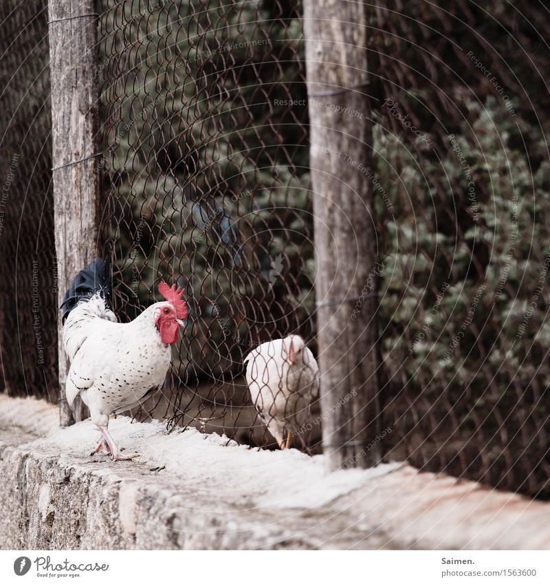 longing Environment Nature Animal Farm animal Wing 2 Pair of animals Emotions Friendship Love Infatuation Curiosity Longing Rooster Barn fowl Fence Bushes