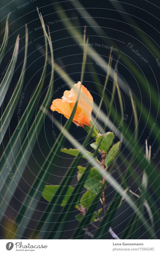 Orange hibiscus blossom behind a palm leaf Nature Plant Summer Leaf Blossom Hibiscus Hibicus blossom Palm frond Palm tree Garden La Palma Spain Europe