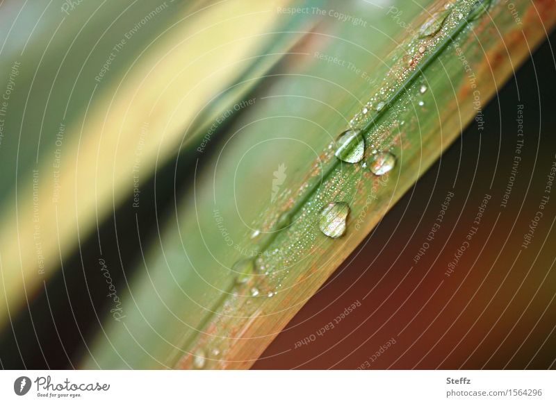 from grass and rain Autumn rain raindrops Drop autumn impression Grass blade of grass Drops of water Rain Wild plant Hydrophobic rainy autumn grasses