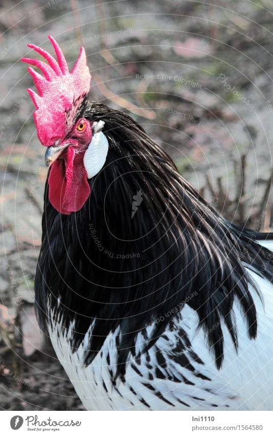 Proud cock Pet Farm animal Animal face Zoo Rooster 1 Comb Observe Looking Esthetic Exceptional Elegant Glittering pretty Muscular Curiosity Brown Yellow Gray