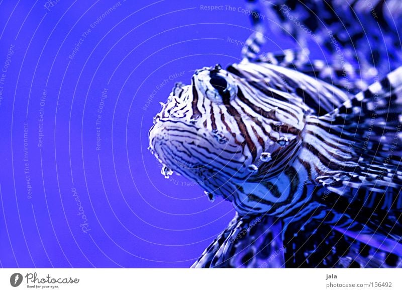 Water Ocean Blue Fish A Royalty Free Stock Photo From