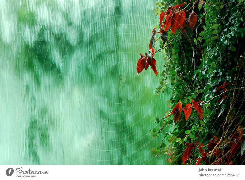 Green is the Colour Ivy Red Leaf Plant Waterfall Well Virgin forest Rain Asia Garden Park
