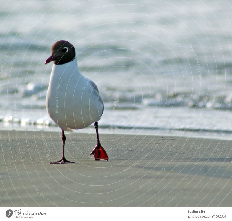 seagull Seagull Black-headed gull  Bird Beach To go for a walk Coast Ocean Baltic Sea Sand Water Nature Environment Colour