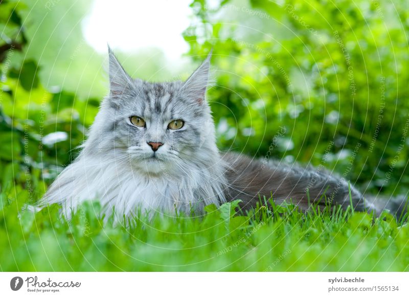Maine Coon Environment Nature Plant Animal Grass Bushes Ivy Pet Cat 1 Observe Lie Beautiful Natural Curiosity Gray Green Silver Love of animals Attentive