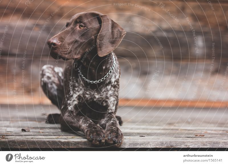 Hunting dog lies in front of wooden hut Leisure and hobbies House (Residential Structure) Hunter Forester Agriculture Forestry Nature Hut Facade Terrace