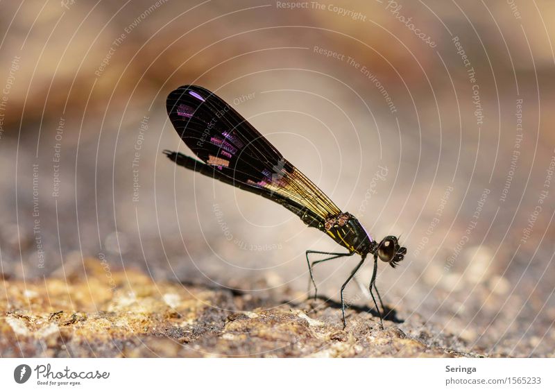 rhinocypha fenestrella Environment Nature Plant Animal Garden Meadow Field Rock Lakeside River bank Beach Wild animal Fly Animal face Wing Dragonfly