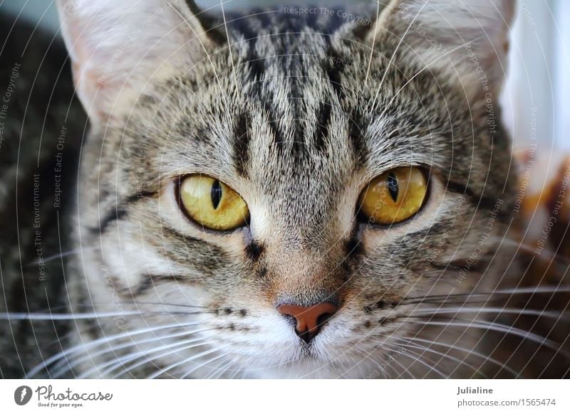 Cat portrait with yellow eyes Face Animal Moustache Pet Stripe Near Yellow Mammal whiskers sideburns close Colour photo