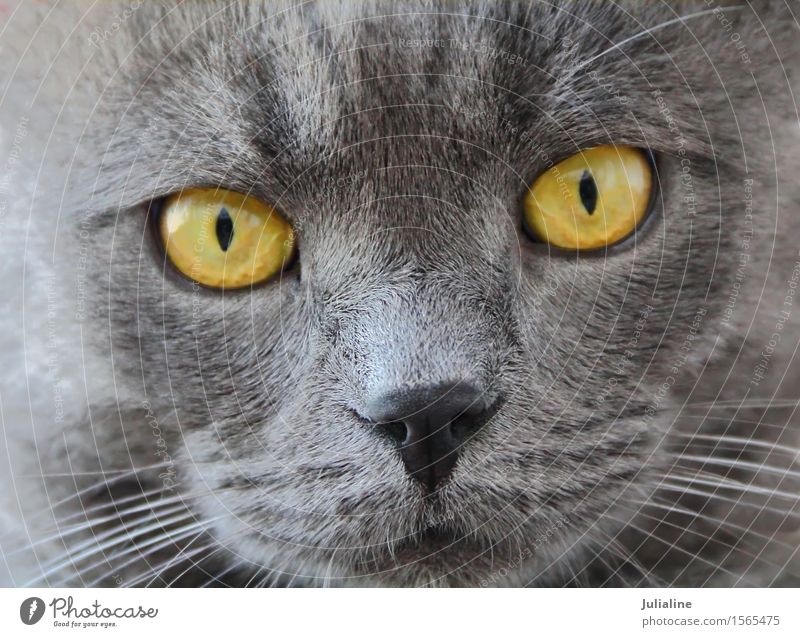 Cat portrait with yellow eyes Face Animal Moustache Pet Near Blue Yellow Gray Mammal whiskers sideburns close Colour photo