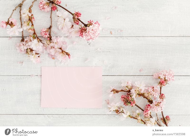 floral greeting Plant Tree Fragrance Friendliness Happiness Bright Pink Spring fever Friendship Card Cherry blossom Background picture Wood Blossom Mother's Day