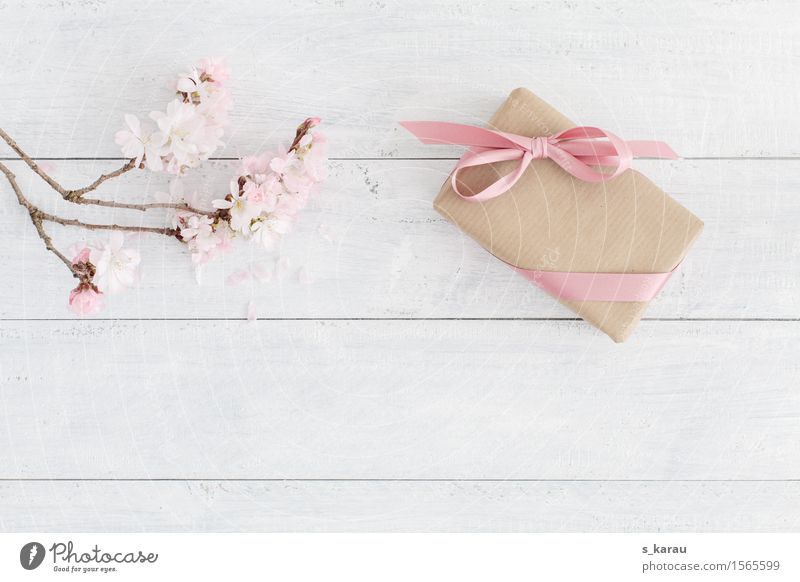 spring Valentine's Day Mother's Day Wedding Birthday Baptism Tree Bow Wood Happiness Fresh Pink White Friendship Background picture Gift Cherry blossom Spring
