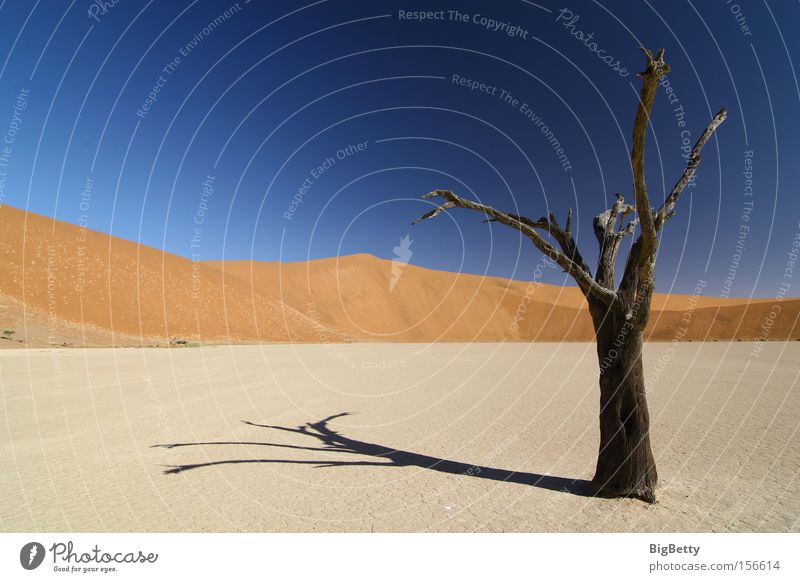 Einsamkeit Africa Desert Namibia Wüste Düne Baum Sossous Vlei Dead Vlei Trockenheit Sesriem Weite Dürre Sand Tod Stille Kameldorn