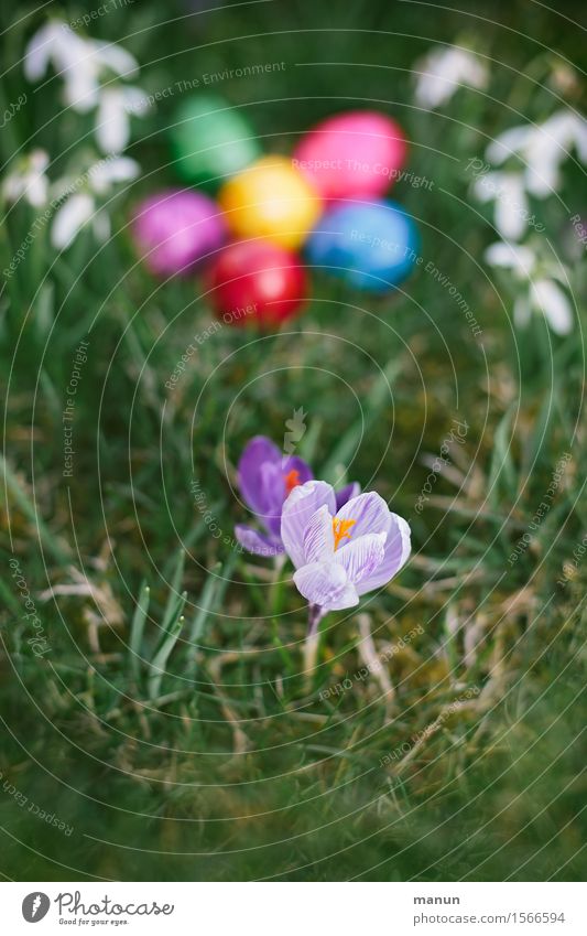 Crocus with eggs Food Egg Easter egg Nutrition Organic produce Feasts & Celebrations Spring Flower Spring flower Snowdrop Garden Meadow Natural Multicoloured