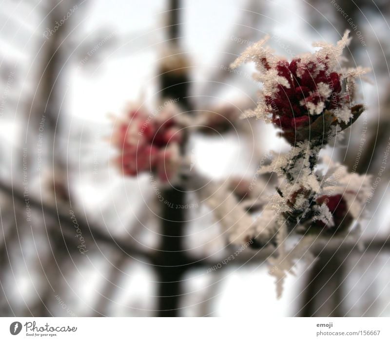 crystal flowers Cold Blue Frost Winter Branch Nature Macro (Extreme close-up) Plant Flower Rose Ice Snow