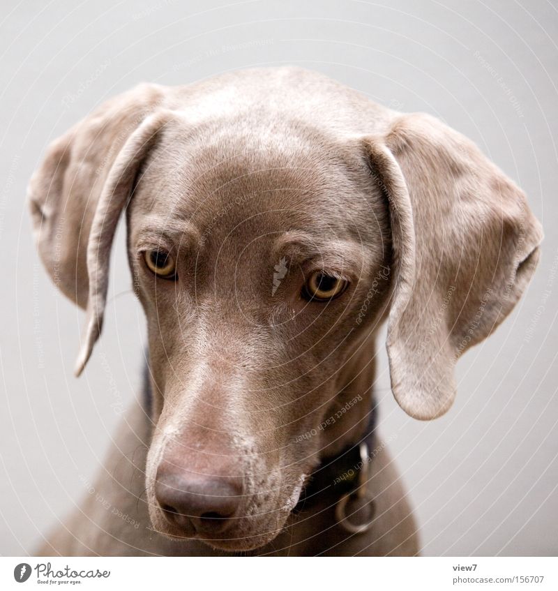 hypnosis Hypnotic Animal Dog Looking Concentrate Weimaraner Eyes Snout Appetite To feed Saliva Training vest Mammal Trust