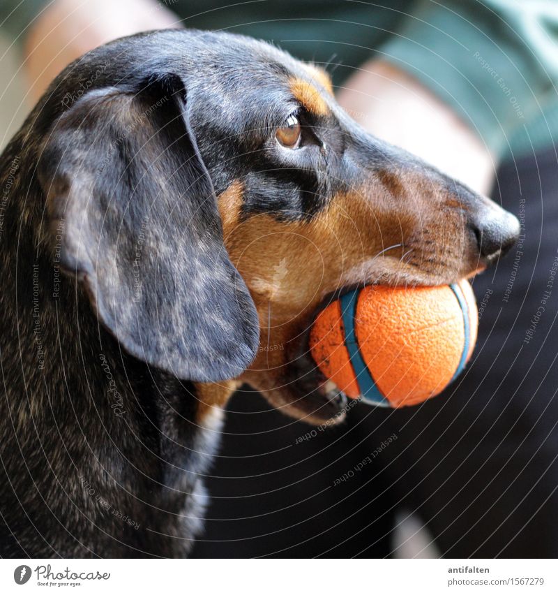 dachshund look Joy Living or residing Flat (apartment) Room Masculine Man Adults Body Arm Legs 1 Human being Animal Pet Dog Animal face Eyes Snout Ear Muzzle