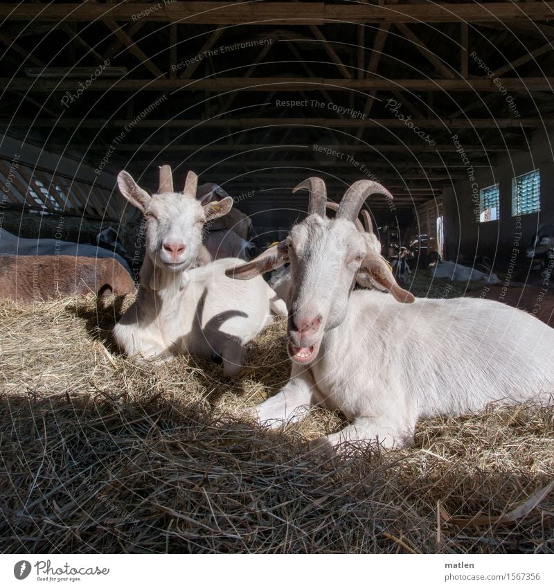 first spring sun Deserted Animal Pet Animal face Pelt Group of animals Herd Blue Brown White Goats Barn Straw Rest Grumble Antlers Heat Superior Colour photo