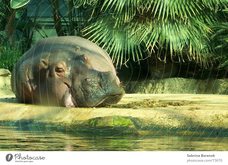 chillin' in the sun Animal Hippopotamus Zoo Sleep Sun Fat