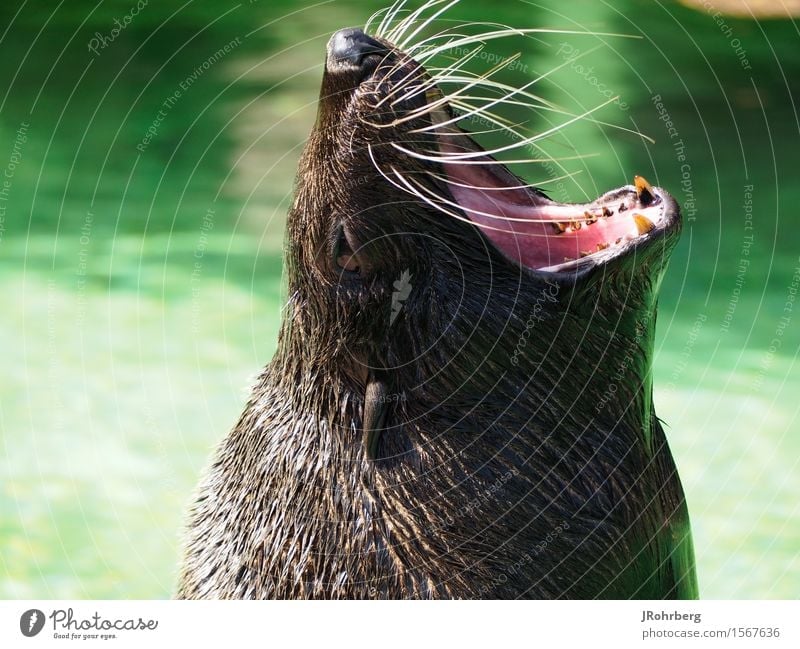 Screaming/Calling Seal Animal Animal face Pelt Zoo Aquarium 1 Discover Feeding Dream Aggression Exceptional Threat Glittering Large Funny Maritime Cute Round