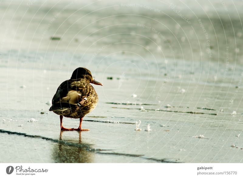 waiting Colour photo Exterior shot Copy Space right Sunlight Central perspective Landscape Animal Water Winter Ice Frost Lake Bird Duck 1 Think Freeze Looking