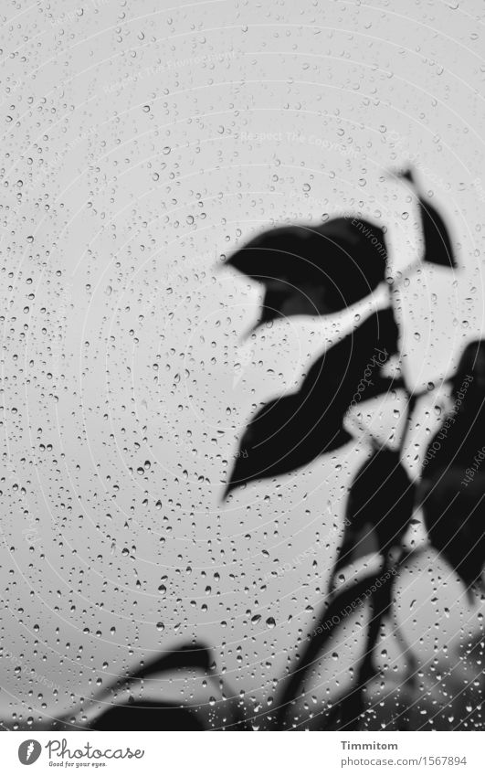 Stay in? Bad weather Rain Plant Leaf Glass Looking Esthetic Gray Black Emotions Window pane Drops of water Black & white photo Interior shot Deserted