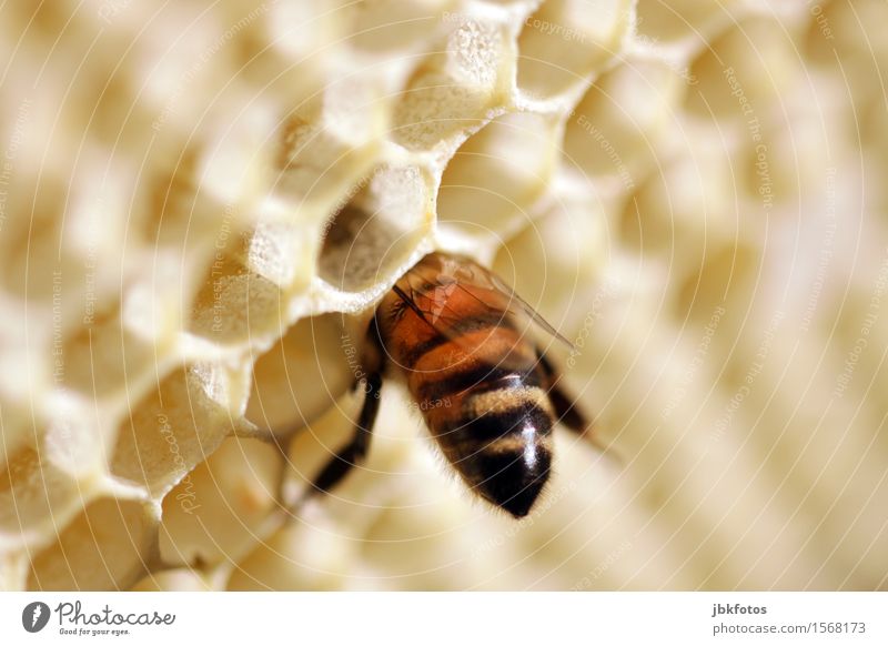 with your head through the wall Environment Nature Animal Pet Farm animal Bee Wing 1 Exceptional Beautiful Athletic Thorny Honey Honey bee Honey-comb Hexagon