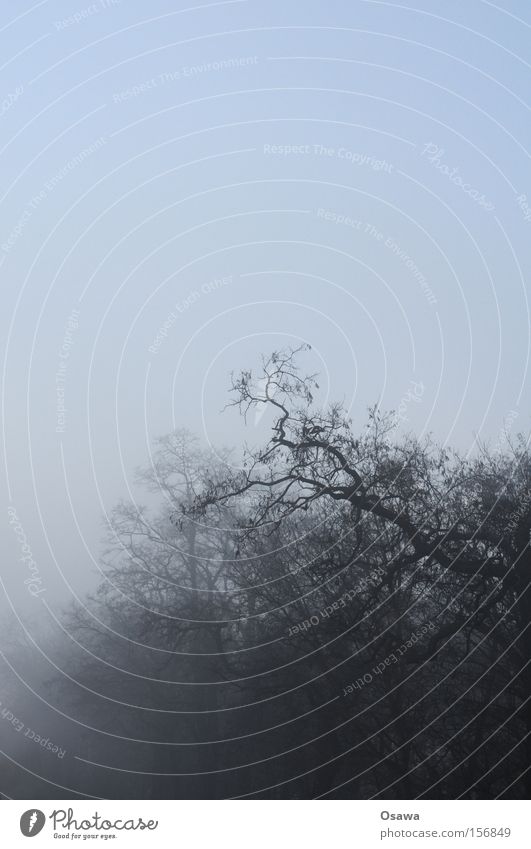fog crown Fog Tree Treetop Branch Twig Wood Bleak Winter Sky Covered Dark Haze Silhouette Bizarre Grief Distress